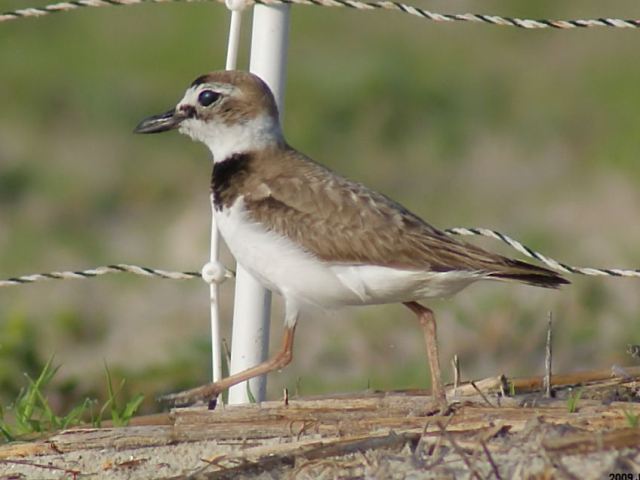 Wilson's Plovers